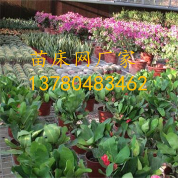 <a href='/' target='_blank'><a href='/' target='_blank'>溫室苗床</a>網</a> <a href='/' target='_blank'><a href='/' target='_blank'>溫室苗床</a>網</a>