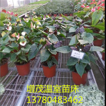 <a href='/' target='_blank'><a href='/' target='_blank'>溫室苗床</a>網(wǎng)</a>廠(chǎng)家 <a href='/' target='_blank'><a href='/' target='_blank'>溫室苗床</a>網(wǎng)</a>廠(chǎng)家